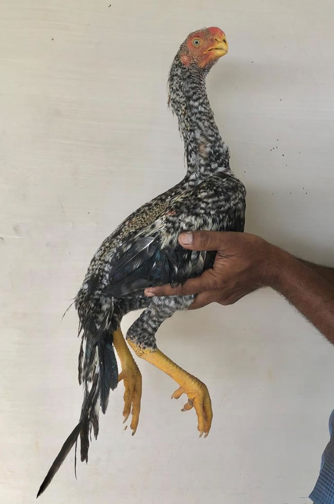 Parrot beak long tail Aseel Fantastic young male