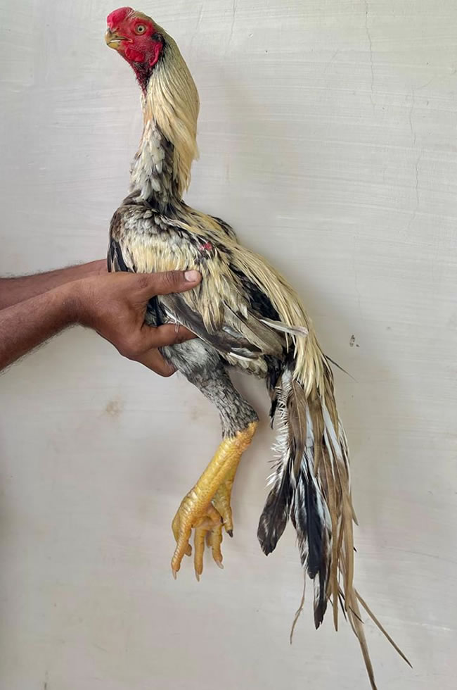 Parrot beak long tail Aseel Show quality young male