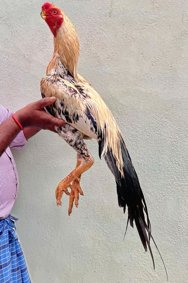 Parrot beak long tail Aseel Top show male