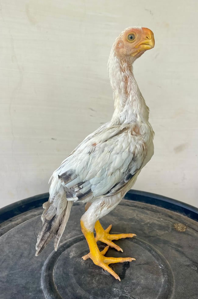 Parrot beak fan tail Aseel Fantastic male chicken