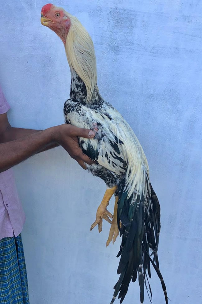 Parrot beak long tail Aseel Top quality Male