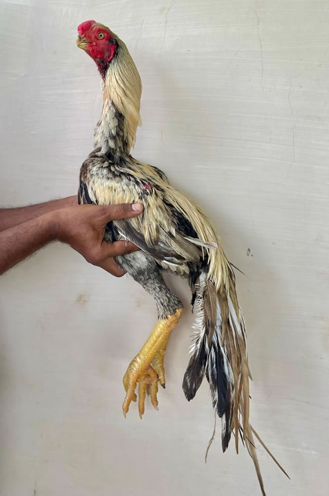 Parrot beak long tail Aseel Top show quality male