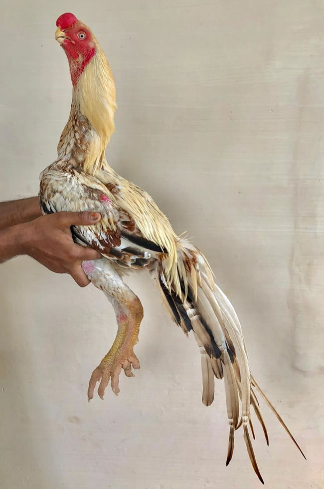 Parrot beak fant tail Aseel Excellent show male