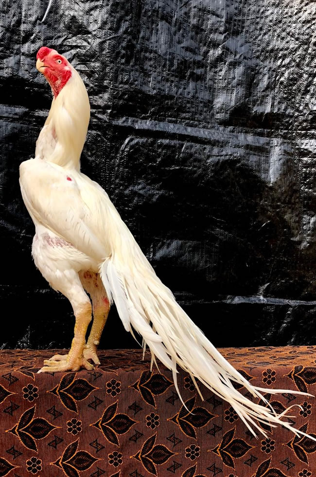 Parrot beak long tail Aseel Top show quality Male