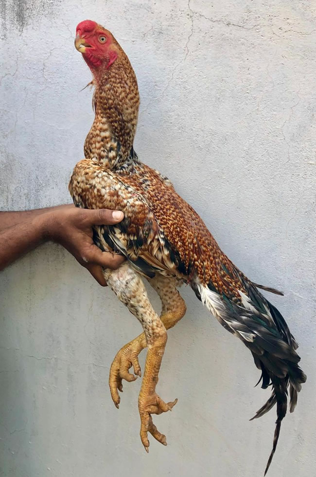 Parrot beak fan tail Aseel Excellent young male