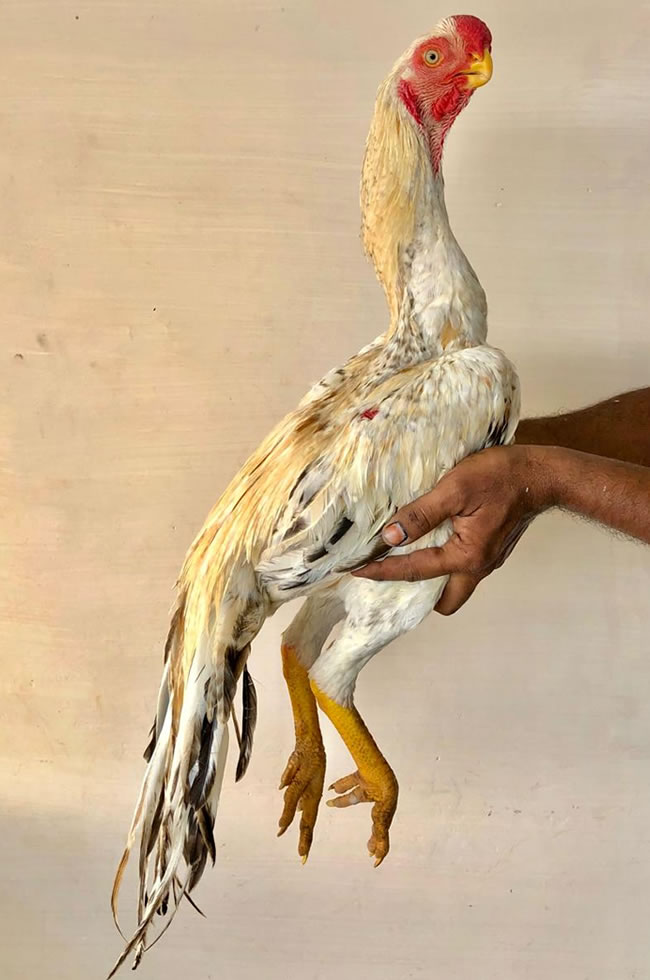 Parrot beak fan tail Aseel Show quality young male