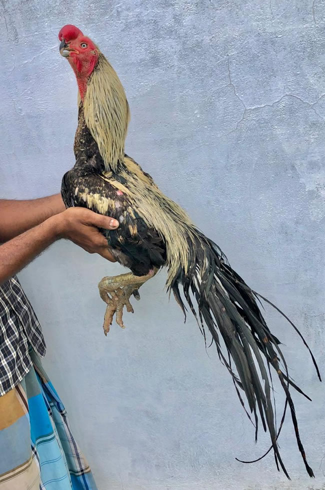 Parrot beak long tail Aseel Top show quality male