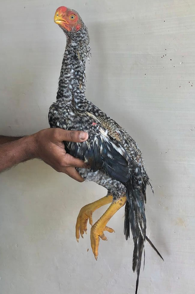 Parrot beak long tail Aseel Fantastic young male