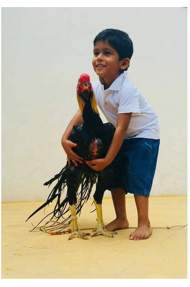 Parrot beak long tail Aseel Wonderful breeding male