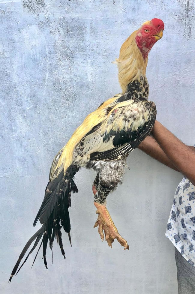 Parrot Beak Long Tail Aseel Top show quality male