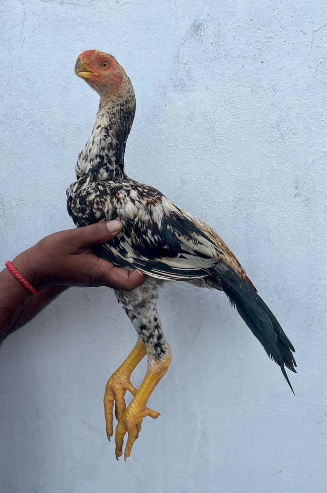 Parrot beak longtail Aseel Excellent young male