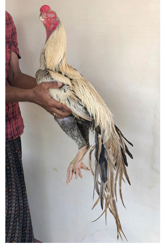 Parrot beak long tail aseel Excellent breeding male