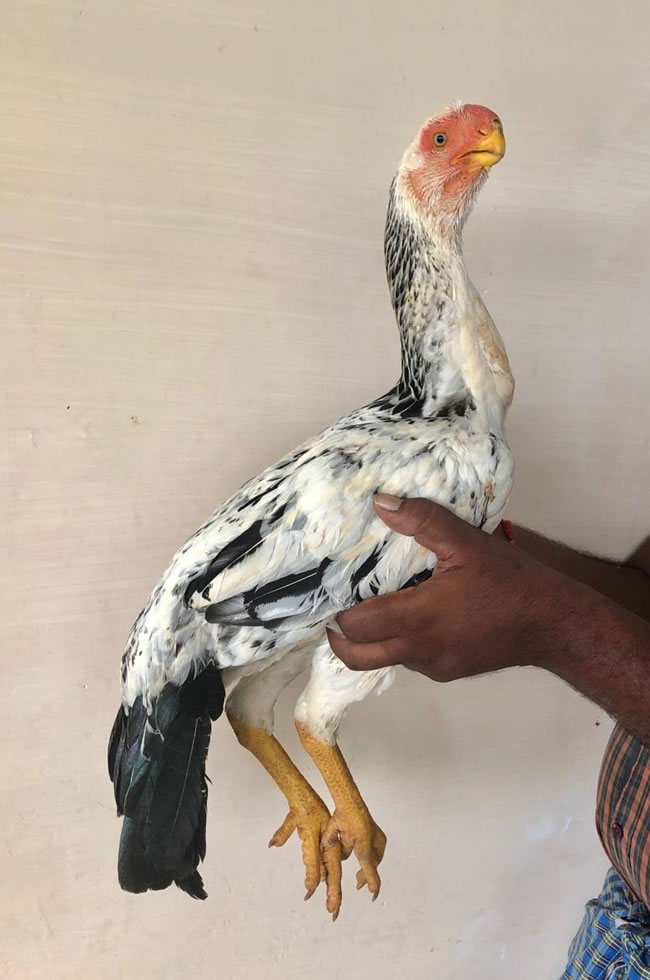 Parrot beak long tail Aseel Top class young female