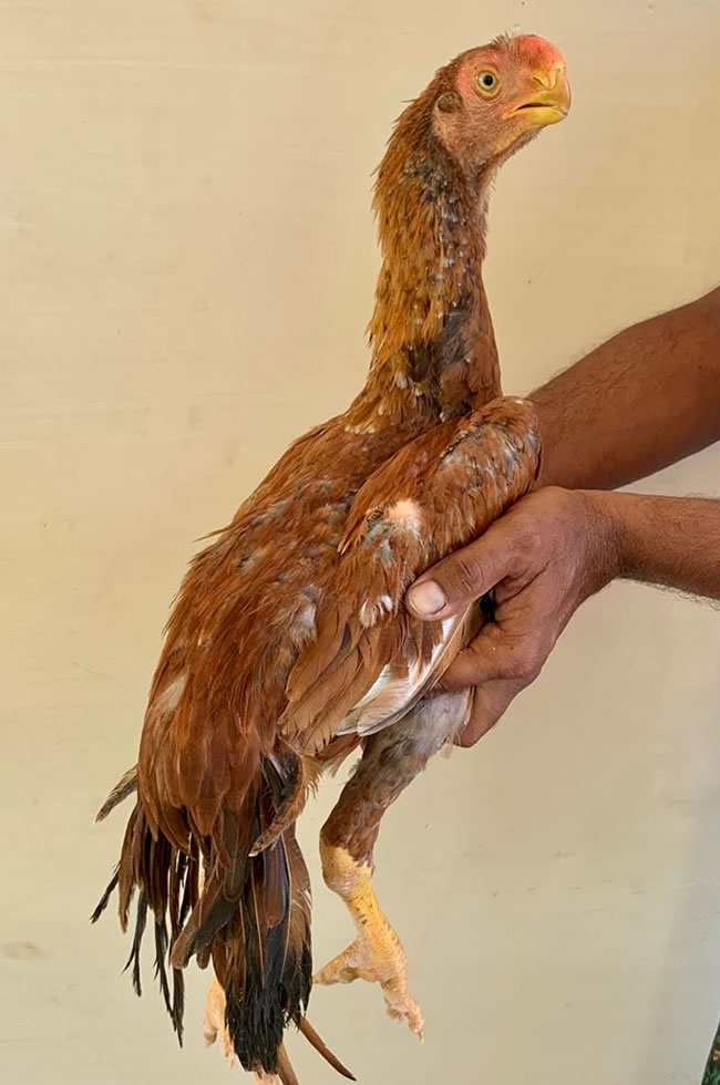 Parrot beak fan tail Aseel Excellent young male