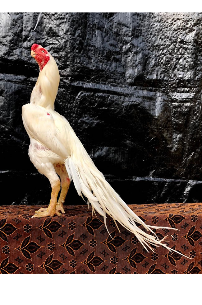 Parrot beak long tail Aseel Top show quality breeding male