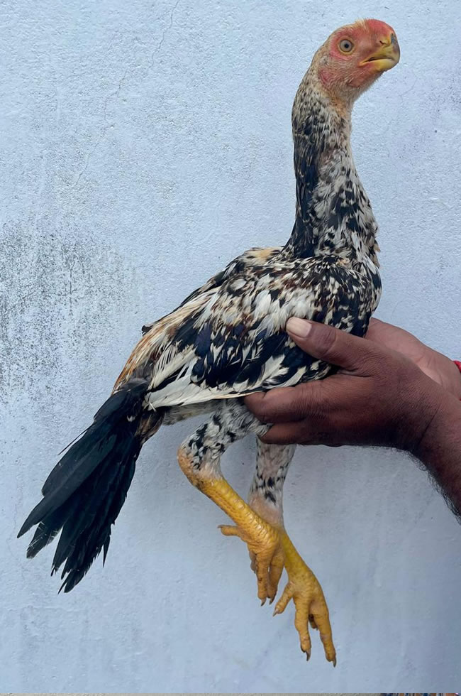 Parrot beak fan tail Aseel Fantastic male chicken