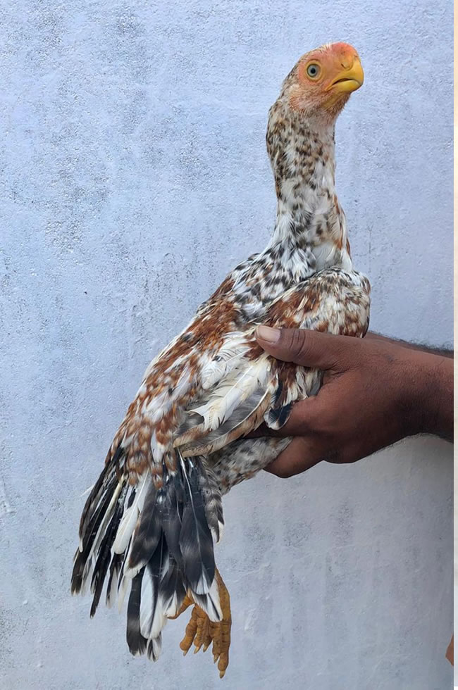 Parrot Beak Fan Tail Aseel  Excellent Male Chicken