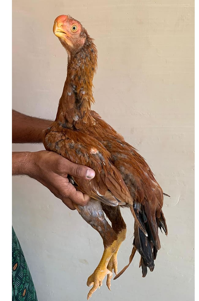 Parrot beak fantail Aseel Top show quality young male