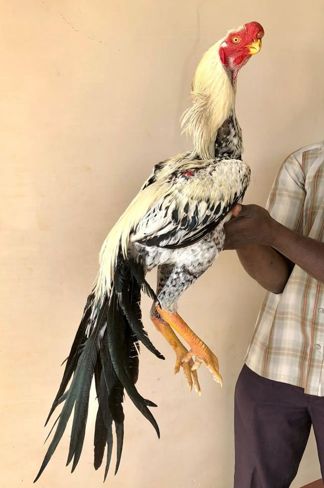 Parrot beak long tail Aseel Excellent male