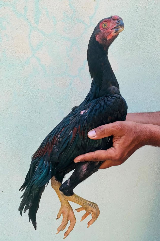Parrot beak fan tail Aseel Wonderful young male