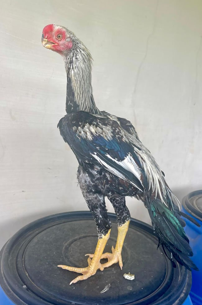 Parrot beak long tail Aseel Excellent young male