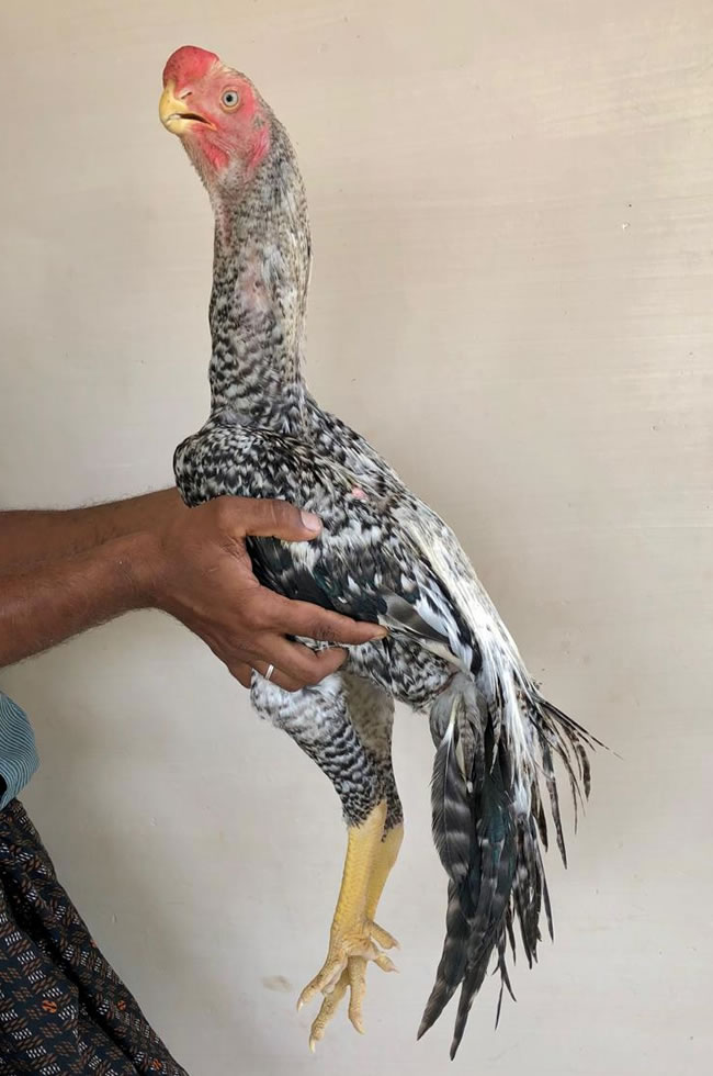 Parrot Beak longtail Aseel Top show quality young Male