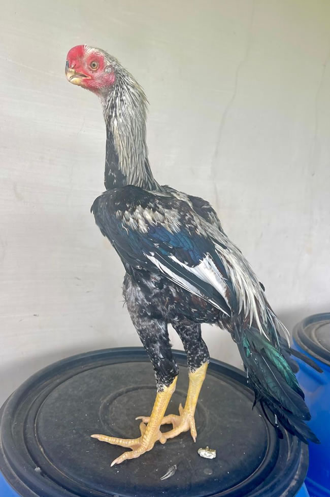Parrot beak fan tail Aseel Excellent young male
