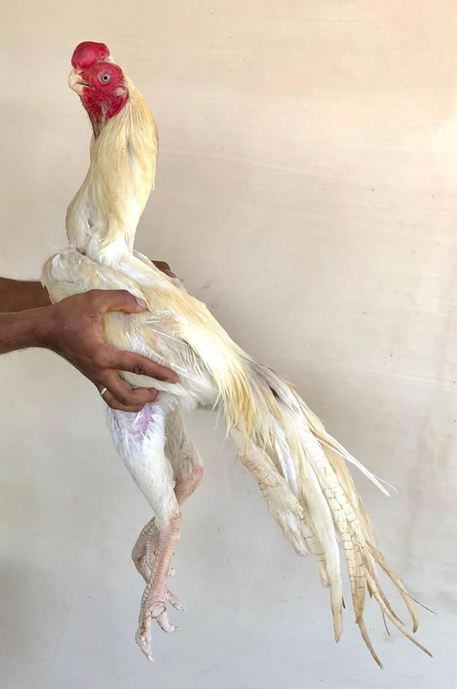 Parrot beak long tail Aseel Excellent show Male