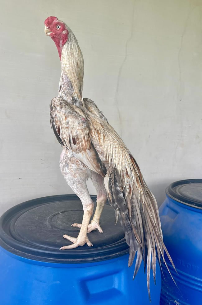 Parrot beak long tail Aseel Top breeding male