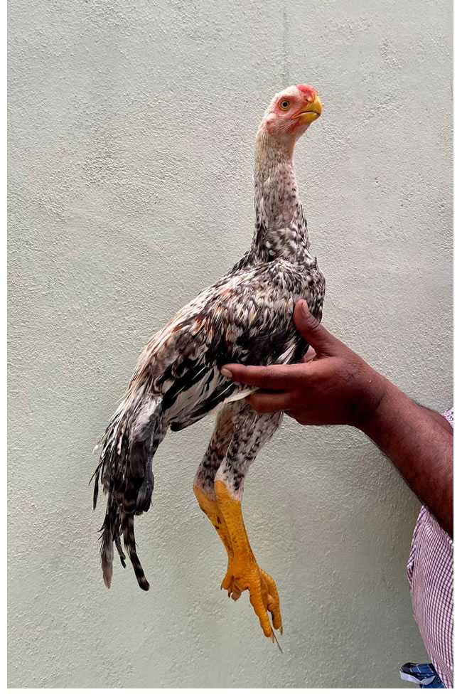 Parrot beak long tail Aseel Young male