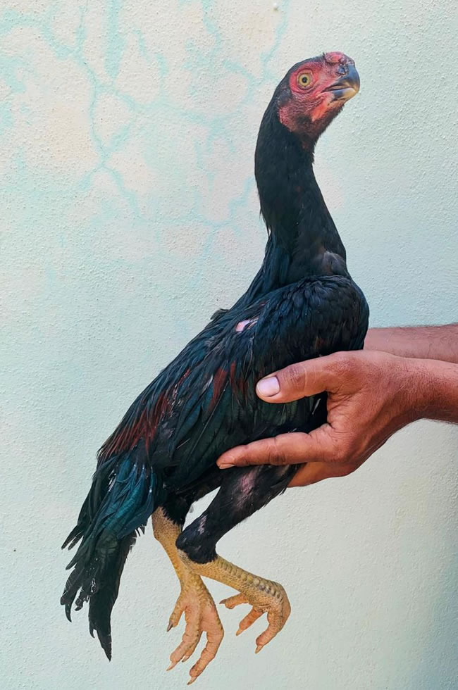 Parrot beak long tail aseel Fantastic male chicken