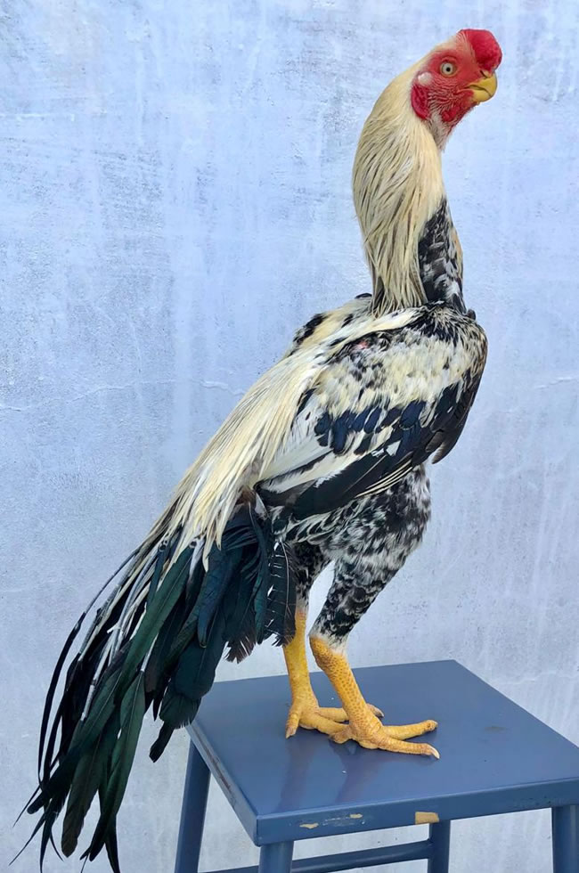 Parrot beak fan tail Aseel Top show quality male