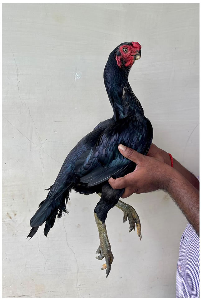 Parrot beak long tail Aseel Excellent quality Male