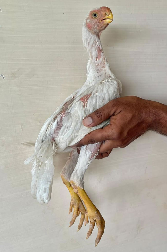 Parrot Beak longtail Aseel Excellent show male chicken
